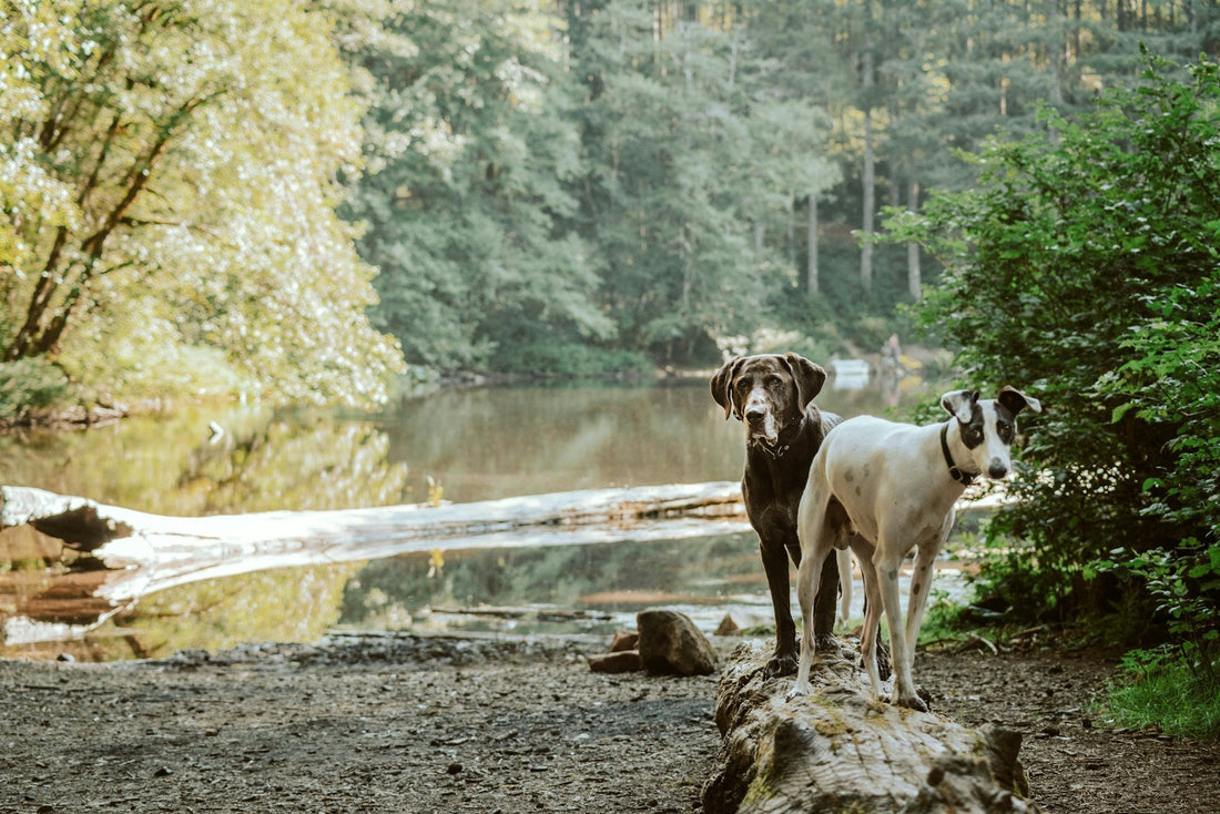 Building a Community for Dog Lovers: Tips from Good Boys Social Club