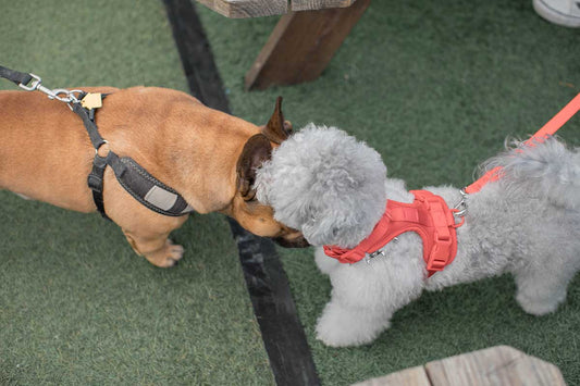 The Ultimate Dog Walking Checklist: Gear, Tips, and Must-Haves for Every Dog Owner