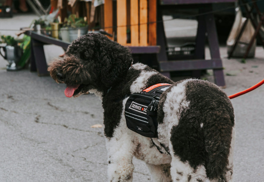 The Good Boy's Guide to What to Carry